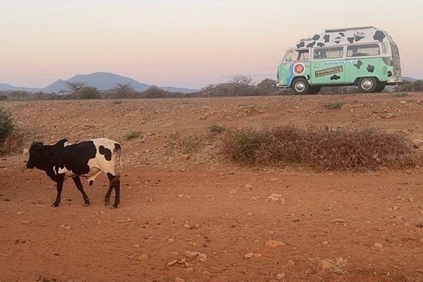 MilkVan Cows Tanzania