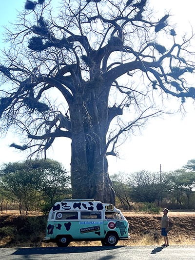 baobub tree dave