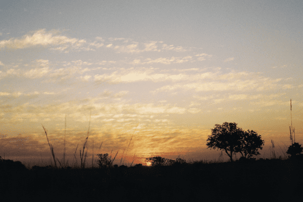 Encounters of the Bush Kind (Botswana)