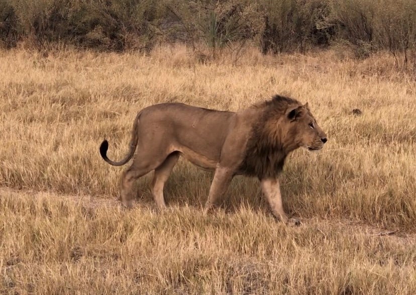 A lion walking past in the wild in Botswana.